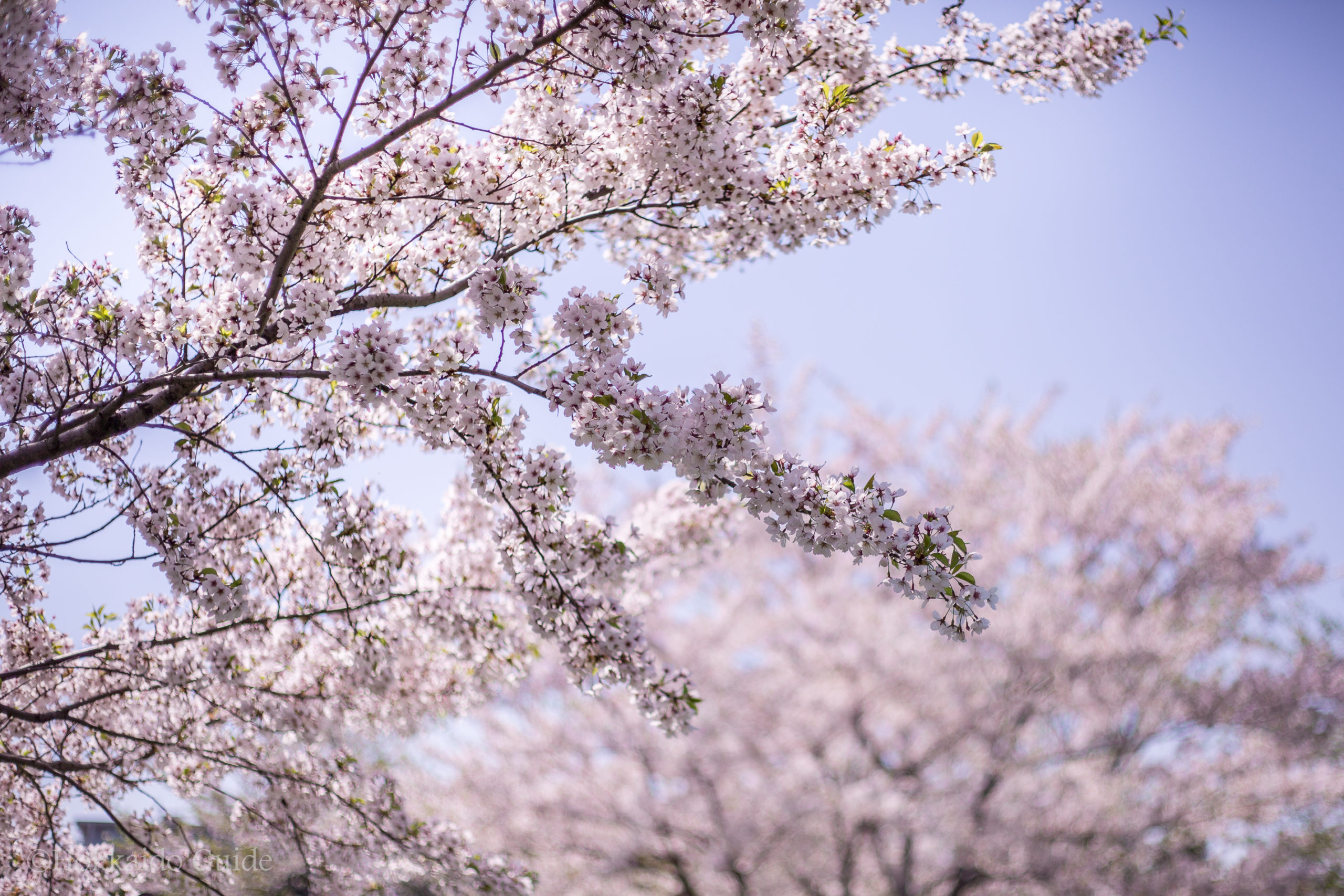 ฤดูกาลชมดอกซากุระบาน (Cherry Blossom Viewing)