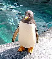 Asahikawa Zoo Penguin