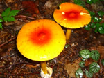 Colorful Mushrooms in Akan National Park.