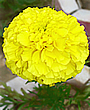 Asahikawa Flower.