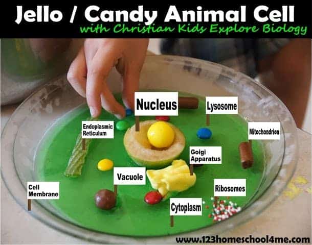 jello cell model