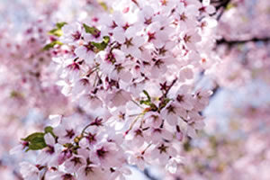 Cherry Blossoms in Oodori Park