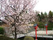 Otaru Cherry Flowers
