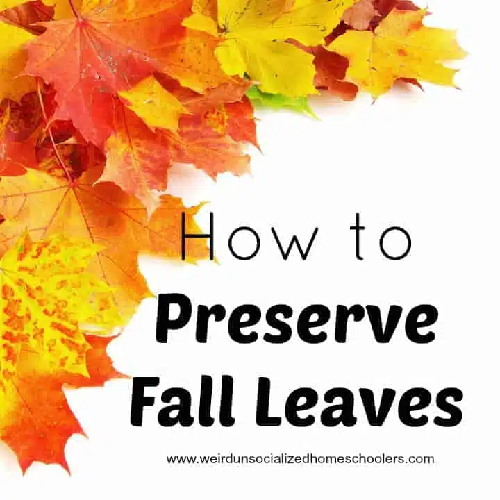 How to Preserve Fall Leaves