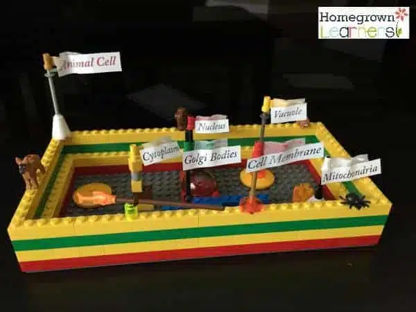 lego animal cell model