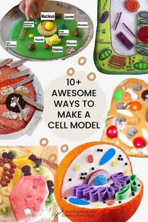 Cell Model