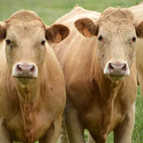 two cows - homeschool homestead