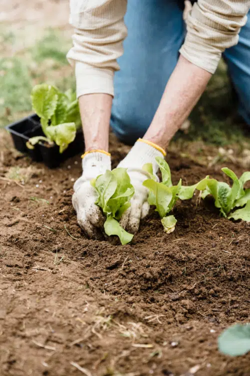 gardener planting seedlings - homeschool homestead