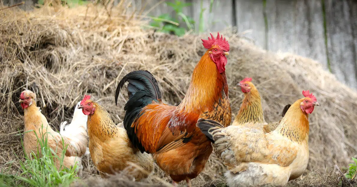 Chicken on a homeschool homestead