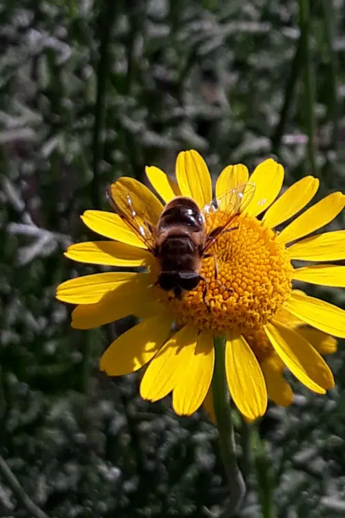 Bee pollinating flower